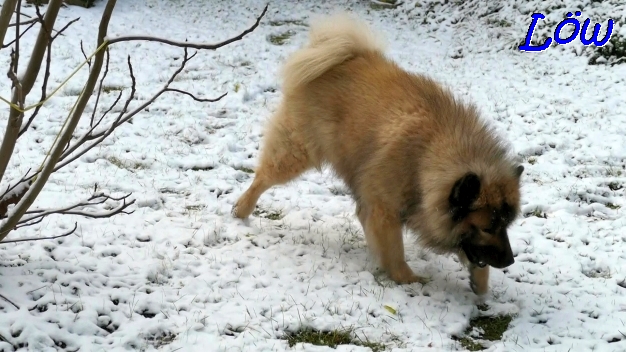 11.12.2022 - Dwix feiert seinen 8. Geburtstag  im Schnee